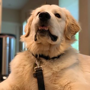 Meet your Posher, Lucy